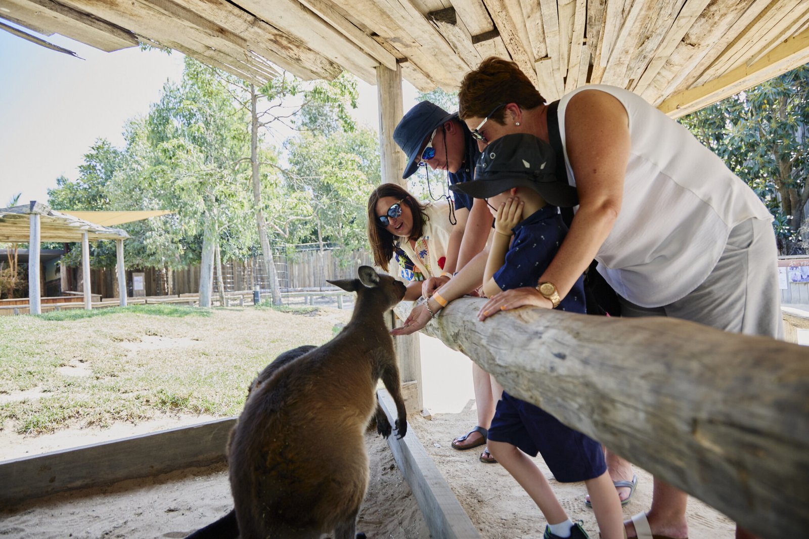 Tour guests feeding kangaroos on private tour